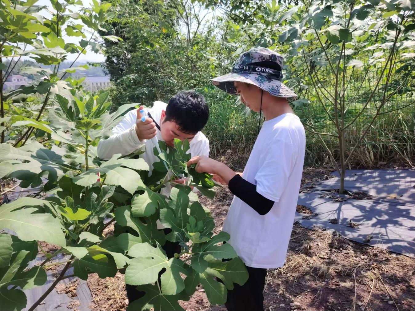 中国农业大学孙凯荣博士到四川远歌农业集团开展无花果育种试验
