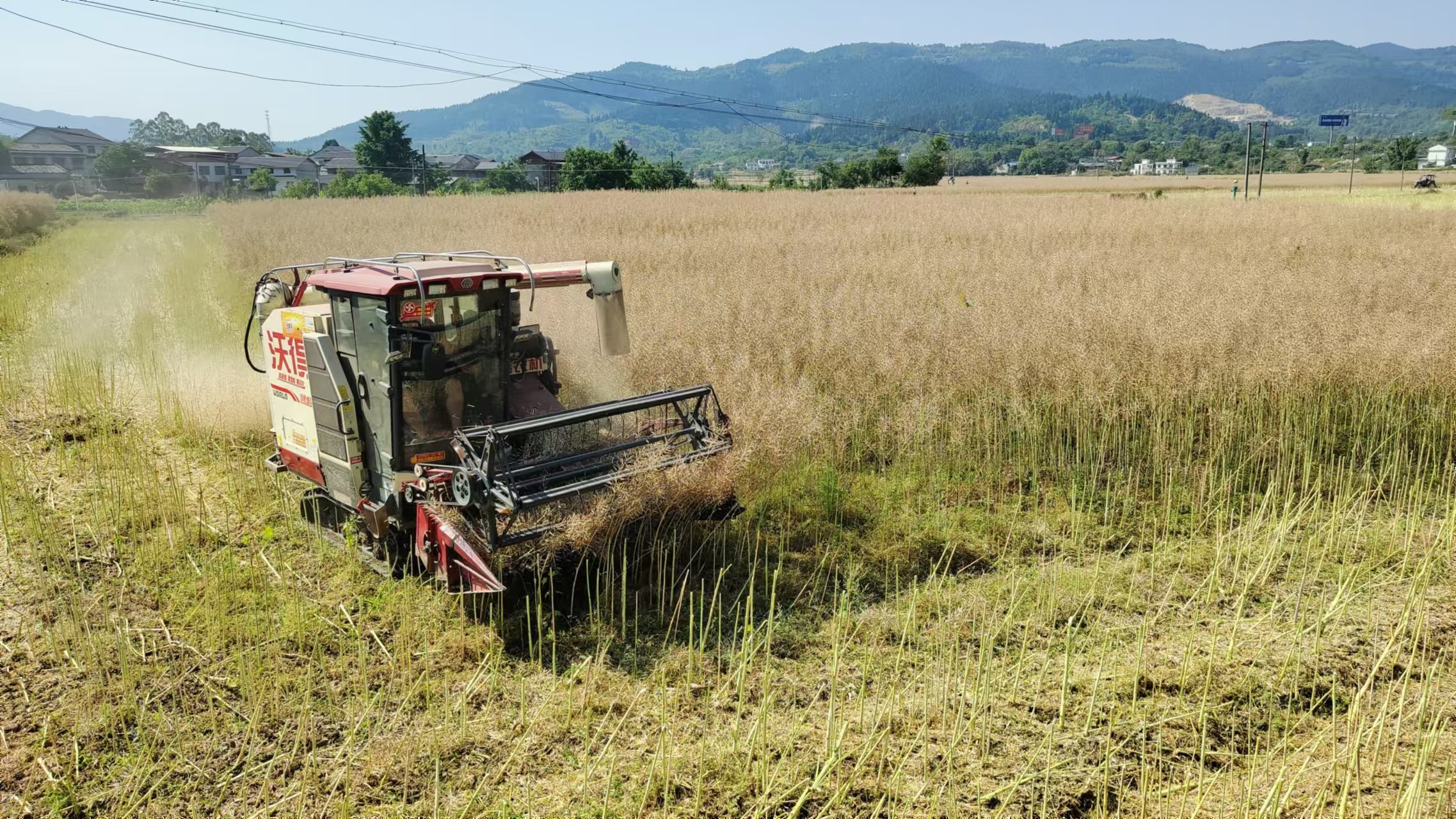 机械轰鸣启新程，粮油园区油菜开镰