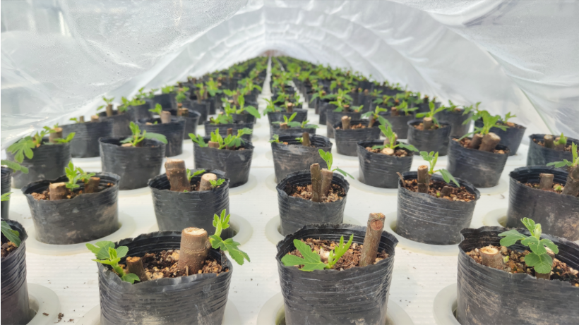 歌创公司2026年无花果育苗如火如荼